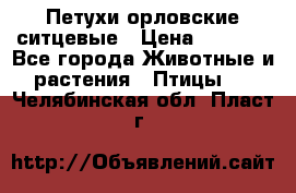 Петухи орловские ситцевые › Цена ­ 1 000 - Все города Животные и растения » Птицы   . Челябинская обл.,Пласт г.